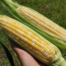 고창행복농장 이미지