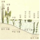 연못가의 식물(수생식물의 종류와 정화 기능) 이미지