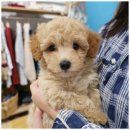 라이프독 용인점 강아지고양이 | 반려동물 입양은 여기! 버디독 고양이분양 강아지분양 안심분양센터 인천점, 믿을 수 있는 인천강아지...