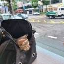 광주 한사랑동물병원 | 동구 동물병원 광주한사랑동물병원 일기