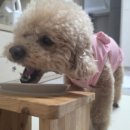 해럴드플랜트 | 임비타이뮨 5개월 먹고, 강아지피부 알러지 치석효과는 ?내돈내산 솔직후기