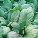 아양농장 이미지