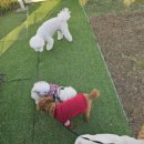 서촌동 댕번지 | 청주 애견 카페 서촌동댕번지