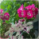 K-POP 댄스교실 | K POP 걸그룹댄스와 자세스트레칭 배우는 의정부댄스학원 오태윤의 K POP 댄스 후기