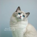 마론도리스(Marondollis) 이미지