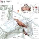 웨이트 시작하시는 분들에게 추천하는 운동과 동작을 이해하는 팁 이미지