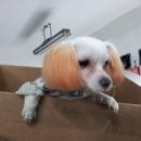 우리마루 Daum카페