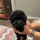 퍼피베이비 이미지