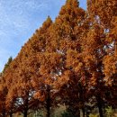 죽녹원로 이미지