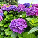 서쪽 수국 핫플레이스 동광리수국길 보라빛 <b>영롱</b>했어요