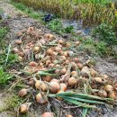 다마내기 이미지