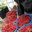 큰바구니 이미지