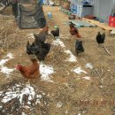 양평농장 이미지