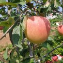 연두 농장 이미지