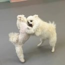 멍땅내사랑 애견유치원 애견호텔 | 쥐콩🐶 26년 2분기 어린이집 사진전💕 (평택강아지유치원/강아지어린이집/멍땅내사랑/애견유치원)