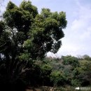 제주 도순리 녹나무 자생지 이미지