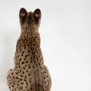 연수동물메디컬센터 이미지