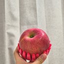 포천사과영농조합법인 | 경기도 포천 대상 받은 제철 부사 사과 5KG 꿀사과