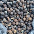 임시품절 생도토리 ....도토리묵 분말 이미지