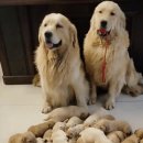 멍멍이가족 이미지