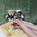 루이스펫샵 의정부 강아지분양 애견미용샵 | 광주강아지분양 과정 요크셔테리어 분양 후기