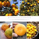 수정농장 이미지