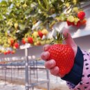 성자 농장 이미지