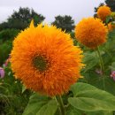 메이하우스 이미지