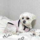디자인독 | [추천템] &#39;슈바독&#39; 반려동물 진주 목걸이 후기!