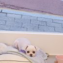 아지애견 이미지