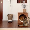 제니엔 코코 펫 이미지