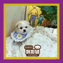 퍼피몽 강아지분양 고양이분양 군산본점 | 군산미니비숑가정분양 미니비숑분양가 리뷰가 증명했죠