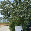 해당화피는아침 이미지