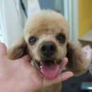 땡글땡굴 이미지