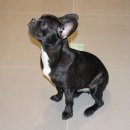 댕댕이코인노래연습장 이미지