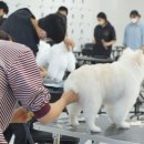대전애견미용학원 이미지