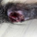 동산동물병원 이미지