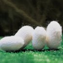 하늘누에 이미지