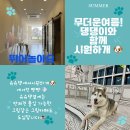 강릉 반려견 호텔 유치원 로젯펫살롱 교동본점 네이버블로그