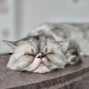 아지야 놀자 이미지