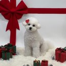 수정애견미용실 | 춘천 석사동 애견미용 잘 하는 곳 _ 스트레스 없는 애견 미용실 추천 _ 몽슈펫