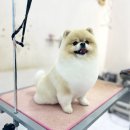 스타덤 펫살롱 이미지