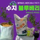 수지농장 | 블루베리묘목 키우기 깨비농장 무병묘 수지블루
