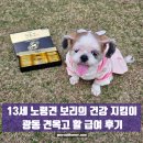광동 견옥고 활 프리미엄 영양제 체험단] 13세 노령견 보리의 건강 지킴이, 광동 견옥고 활 급여 후기