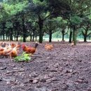 청초농장 이미지