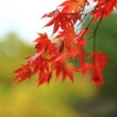 물처럼 바람처럼 이미지