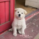 솔터우물정육점