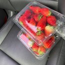 찬희농장 | 김해 근교 봄 나들이 추천 원동 하나 딸기 체험 후기! (돌아기와 함께)