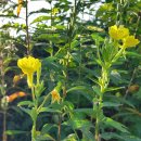 아침에풍경 이미지