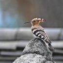후투티 [hoopoe] 이미지